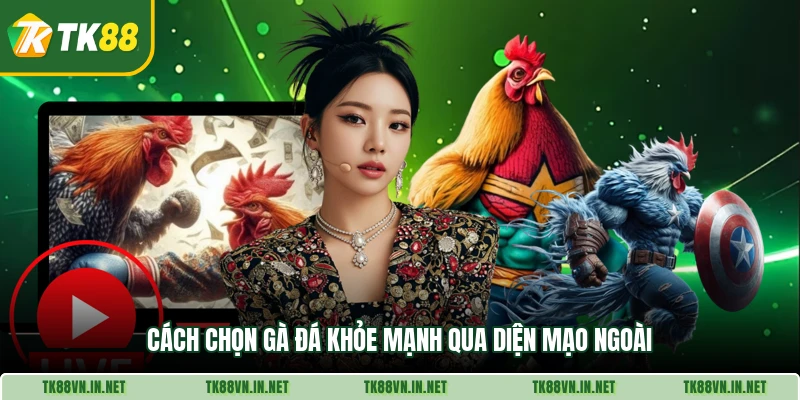 Cách chọn gà đá khỏe mạnh qua diện mạo ngoài