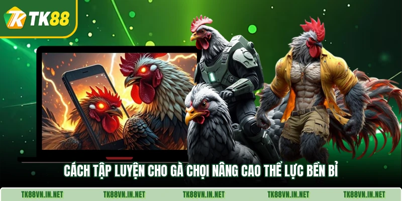 Cách Tập Luyện Cho Gà Chọi Nâng Cao Thể Lực Bền Bỉ