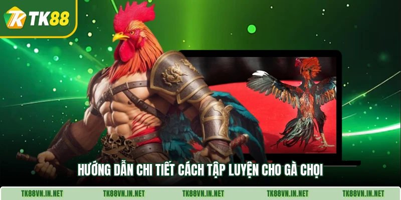 Hướng dẫn chi tiết cách tập luyện cho gà chọi