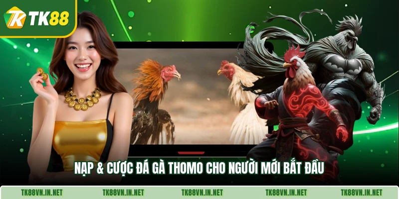 Nạp & cược đá gà Thomo cho người mới bắt đầu